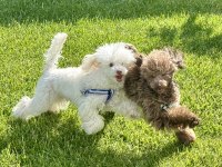 Yarışma köpeği