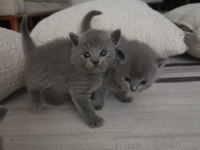 Gümüş kardeş kediler