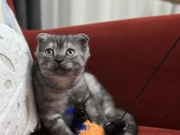 Boncuk Bakışlı Scottish Fold Kızım
