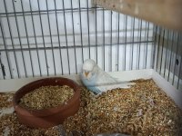 Mutasyon Üst Vasıf Show Muhabbet Kuşu Yavrular