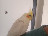 Çift Olarak Tamamen Evcil Sultan Papağanları