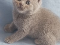 British Shorthair Scottish Fold Yavru Kedimiz