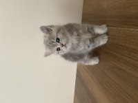 British Shorthair Dişi Kedim