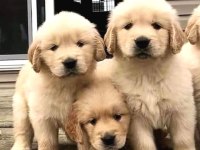 2 Aylık Golden Retriever Yavrularımız