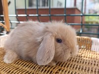 Hollanda Teddy Lop Tavşan Yavrular