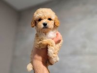 Toy Poodle Cinsi Yavrular Büyümez