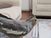 Akıllı sultan papağanı paşa elde beslenmiş