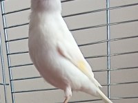 10 Aylık Erkek Ötümde Kanarya