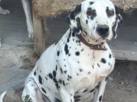 Orijinal Dalmaçyalı Yavrular - Enerjik Ve Asil Irk