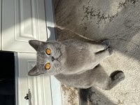British Shorthair Dişi Uyguna Bırakacağım