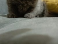 İki Aylık Dişi Acil British Longhair