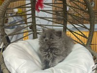 Bebek British Longhair