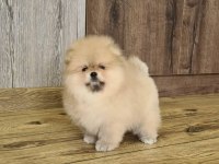 Pomeranian Boo Köpeği Yavruları