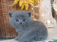 Muhteşem Silver Point British Shorthair