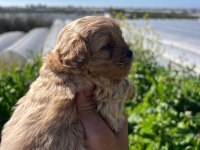 Orjinal sağlıklı maltipoo bebekler