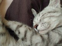 5 Aylık British Shorthair