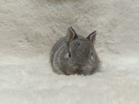 Yavru Hollanda Lop Ve Cüce Tavşanları