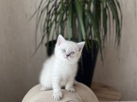Lynx Point British Shorthair Yavrumuz