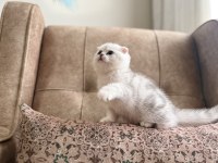 Full Şecereli Anne Baba Özel Scottish Fold Yavrumuz