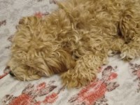 1 Yaşında Dişi Poodle