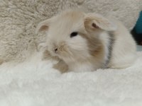 Yavru Hollanda Lop Ve Cüce Tavşan