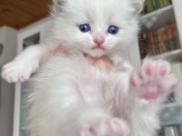 15 eylül doğumlu ragdoll 2 aylıkken sahiplendireceğiz