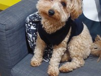 2,5 yaşında çok tatlı poodle