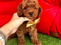 Safkan toy poodle yavrularımız