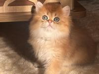 Safkan British Longhair Ny11 Erkek