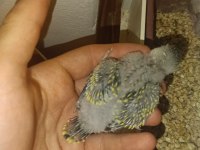 Çift Tek Takım Muhabbet Kuşları Damızlık Yavru