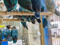 Sevda Cennet Papağanı Yavrular