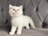 Safkan ns1133 silver british bebekler