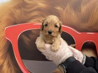 Irk Garantili Maltipoo Yavrularımız