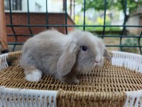 Orjinal Teddy Lop Tavşanları