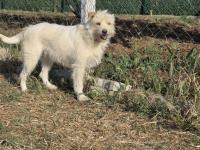 Terrier Barack Kırması İki Kardeş