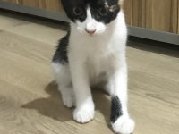 Ömür Boyu Kedimizi Sevebilecek Misin?