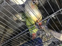 Sağlıklı genç hazır takım pineapple konur