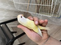 4 aylı el besleme full evcil sevda papağanlarım