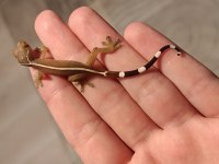 Lined gecko 2 aylık