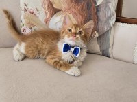 Ücretsiz Bebek Kediler