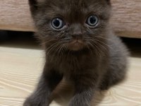 British Shorthair Gri Kedimiz