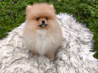 Pofuduk Teddy Bekar Mükemmel Yavru