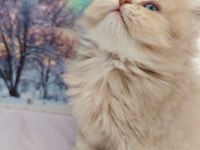 Bebek Golden British Longhair Cy11