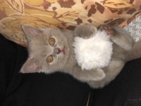 British Shorthair Kül Rengi Yavru Kedimiz