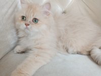 Cy 11 şecere belgesi safkan dişi 5 aylık british longhair