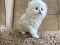 Irk Garantili Scottish Fold Longhair Silver Bebeğimiz