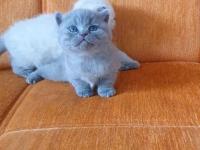 Süper Kalite British Shorthair Yavrular
