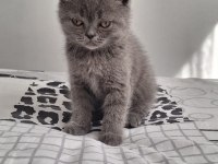 Yavru British Shorthair