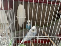 Hazır Jumbo Muhabbet Kuşları