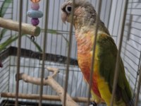 Wc Eğitimli El Besleme Konur